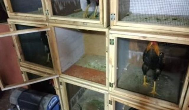 Horoz dövüştüren 34 kişiye toplam 100 bin 402 TL ceza