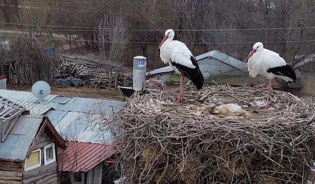 Köyü mesken tutan leylekler, 10 yıldır göç etmiyor