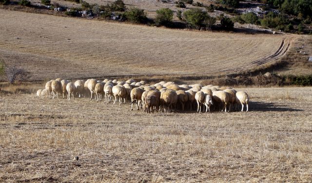'Tedbir alınmazsa 10 yıl sonra çoban bulunmakta zorlanacağız'
