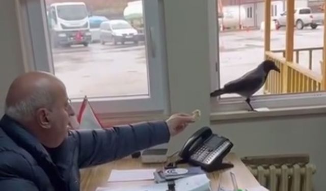 Belediye başkanı, odasına giren kargayı besledi