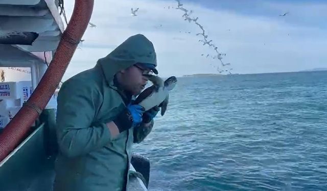 Çanakkale'de balık ağına takılan caretta caretta kurtarıldı