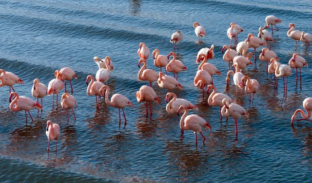 Flamingolar soğuk havaya rağmen göç etmedi