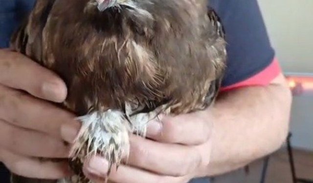 Giresun'da yaralı bulunan şahin, koruma altına alındı