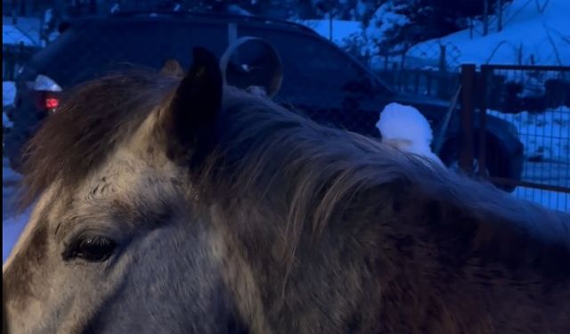 Karla kaplı yaylada aç kalan yılkı atları evlerin bahçelerine girdi