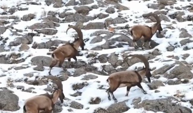 Karlı Aladağlar'da gezen dağ keçileri dron kamerasında