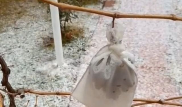 Kırşehir'de eksi 10 derecede dalında bıraktığı üzümleri topladı