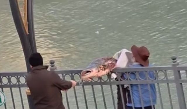 Olta ile nehirden 30 kiloluk balık tuttu