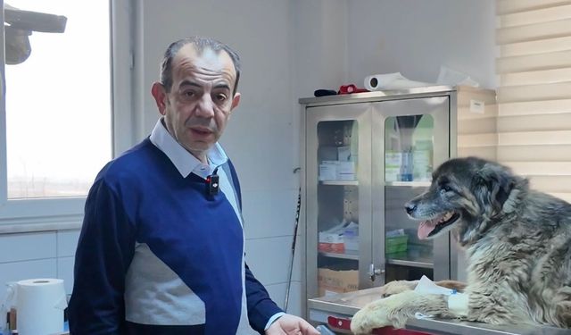 Otomobilin üzerinden geçtiği köpeğin vücudunda yüzlerce saçma izine rastlandı