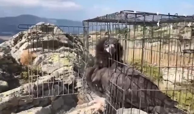 Tedavisi tamamlanan 132 yaban hayvanı doğaya salındı