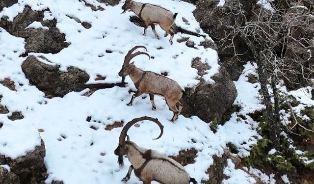 Tunceli'de kar kalınlığı yarım metreyi aştı; yaban hayvanları için doğaya yem bırakıldı