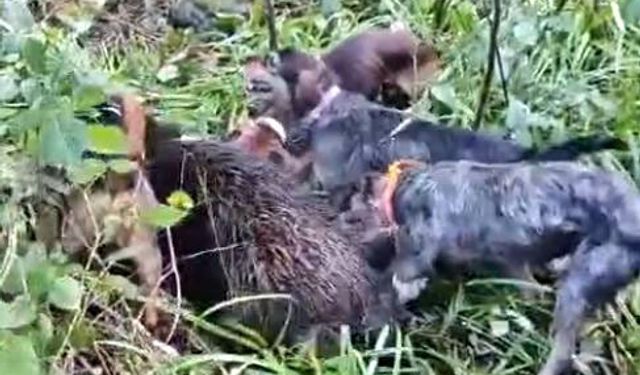 Vurulan domuz avcılara saldırdı; o anlar kamerada