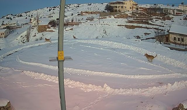 Yaban hayvanları, köpeksiz köyü mesken tuttu