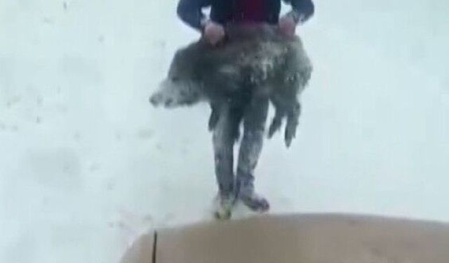 Yavru domuzu elleriyle yakalayan kişiye 15 bin lira ceza
