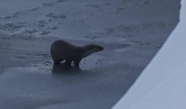 Yüksekova'da su samuru görüntülendi