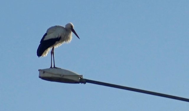 Ardahan'da 'baharın müjdecisi' leylekler erken geldi