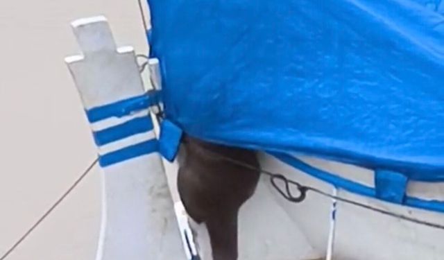 Bartın Irmağı'nda su samuru görüldü