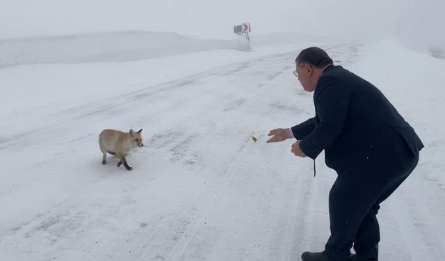 Belediye başkanı karlı yolda aç kalan tilkiyi eliyle besledi