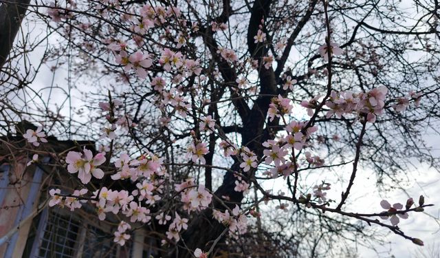 Edirne'de meyve ağaçları, şubat ayında çiçek açtı