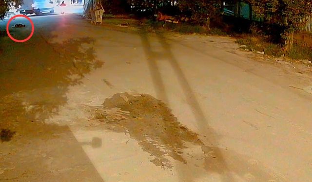 Kamyonet sürücüsü, araca havlayan köpeği ezdi