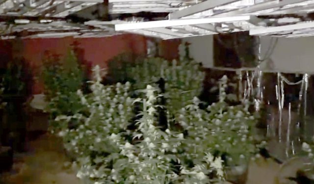 Kırklareli'de uyuşturucu imal edilen çiftliğe operasyon