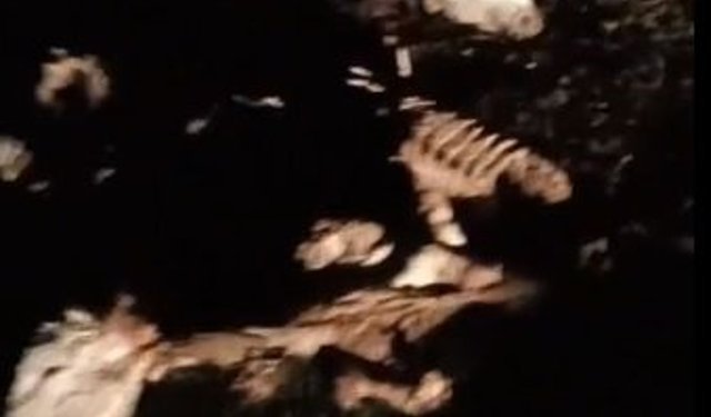 Kırşehir'de 13 hayvan, ölü bulundu