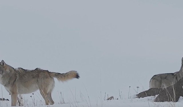 Köye inen kurtlar dronla görüntülendi