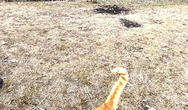 Sokak kedisi ile tilki, birlikte görüntülendi