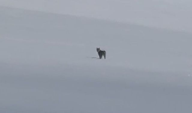 Süphan Dağı eteklerinde nesli tehlike altındaki vaşak görüntülendi