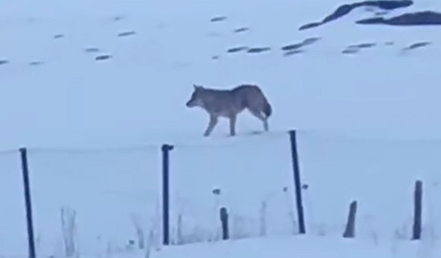 Yalnızçam Dağları'nda 3 ayaklı kurdun yaşam mücadelesi