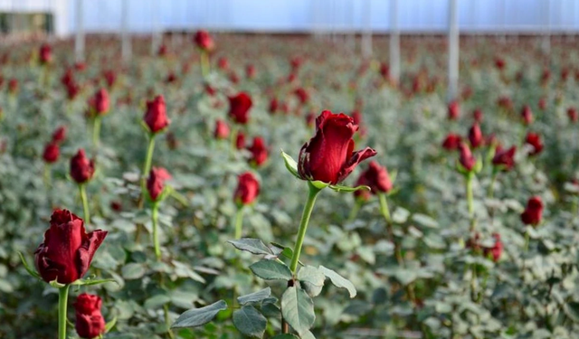 Avrupa'ya 75 milyon dal Türk çiçeği