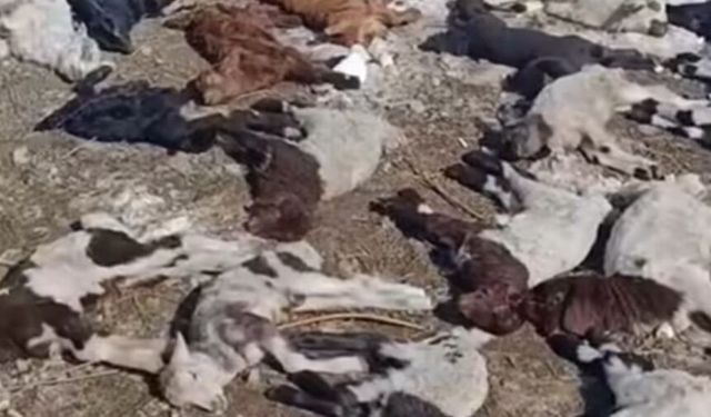 Ahırda çıkan yangında 67 küçükbaş ile 1 inek öldü