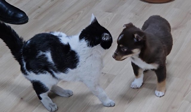 Başkanın makamı Mia ve Fındık'ın yuvası oldu