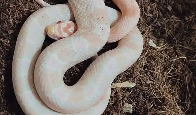 Bursa'da kaçak hayvan ticareti denetimi: 2 papağan ve 1 yılana el konuldu