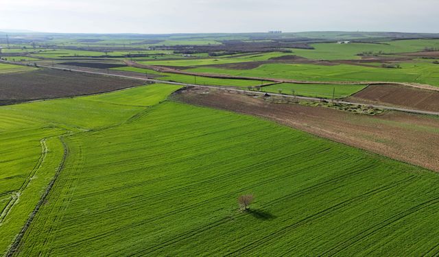 Edirne'de yağışların ardından doğru tarım uygulamalarıyla yüksek rekolte bekleniyor