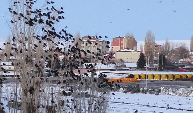 Karga ve sığırcıklar, gökyüzünde görsel şölen oluşturdu