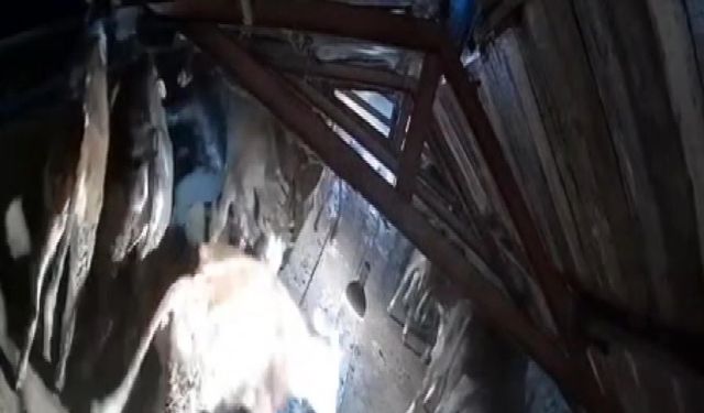 Karın çatısını çökerttiği ahırdaki hayvanları birer birer kurtardılar