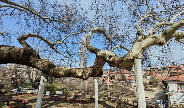 Manisa'da 2 bin yıllık anıt çınar, hayran bırakıyor
