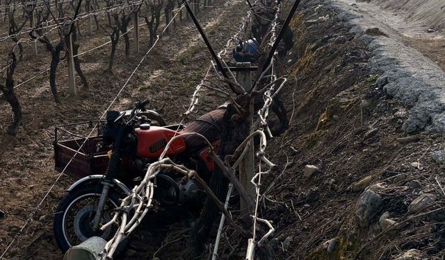 Manisa'da sepetli motosiklet üzüm bağına devrildi: 1 ölü