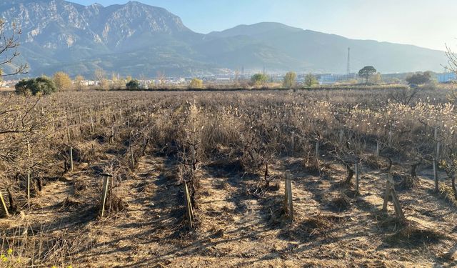 Manisa'da taşkın sonrası su içinde kalan Gediz Ovası normale döndü
