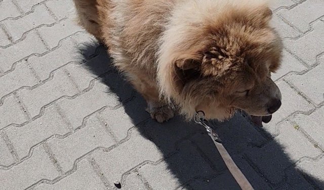 Parkta köpeği Şans ile gezerken başıboş pitbullun saldırısına uğradı