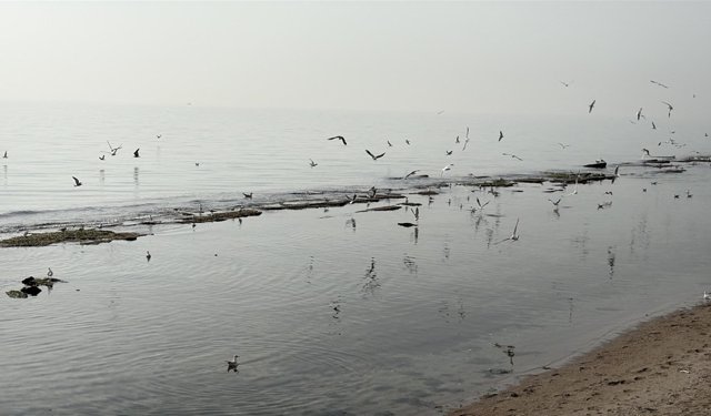 Tekirdağ'da deniz 7 metre çekildi; 'Kral Yolu' ortaya çıktı