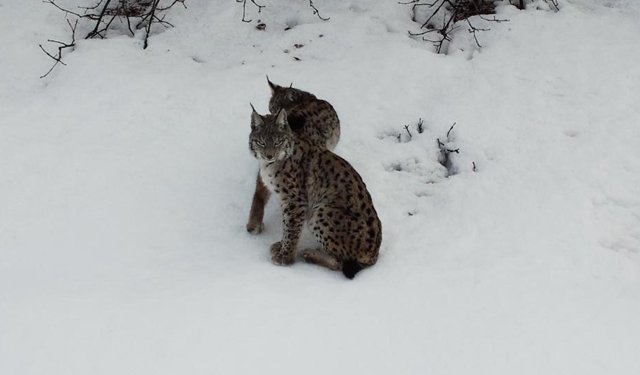 Vaşak ailesi dron ile görüntülendi