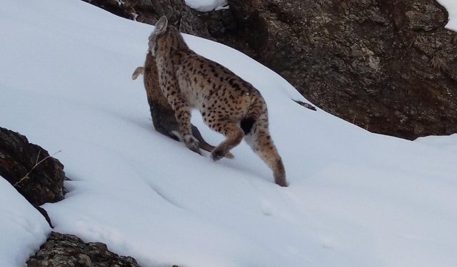 Vaşak, avlanırken görüntülendi