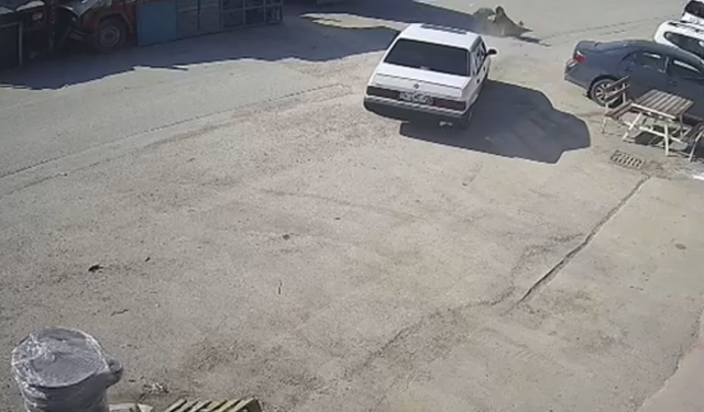 Yerde yatan köpek, otomobilin altında kaldı