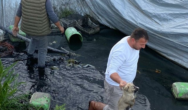Aydın'da çilek sulama havuzuna düşen 5 yavru köpek kurtarıldı