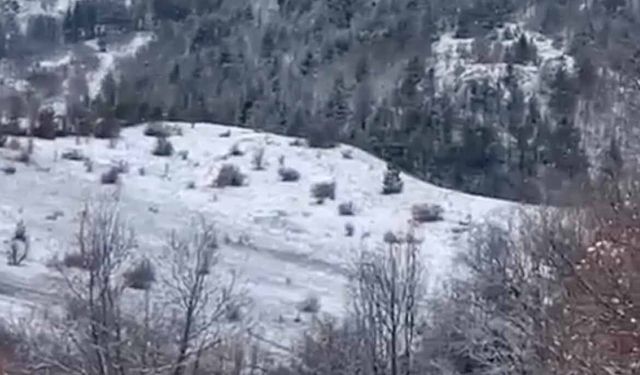 Erzincan Refahiye'de kızılgeyikler görüntülendi