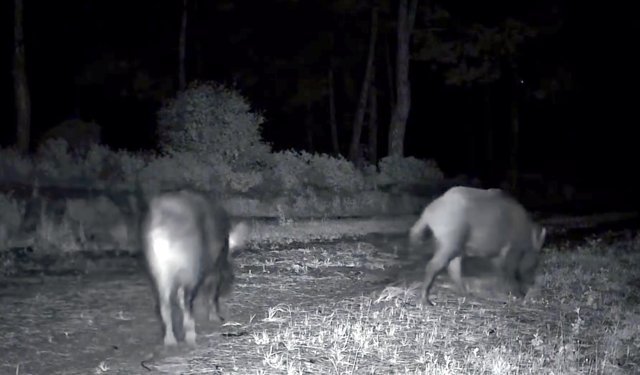 Ganos Dağı'nda karaca ve domuz sürüsü görüntülendi