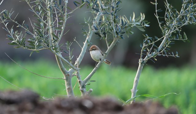 Hatay'da ilk kez Türkistan örümcekkuşu görüldü
