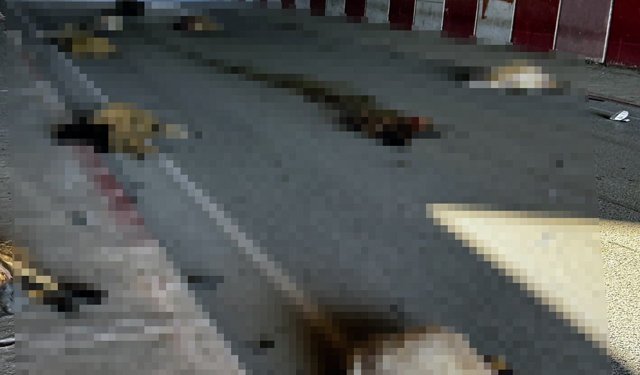 Hatay'da otomobilin çarptığı sürüdeki 17 koyun öldü