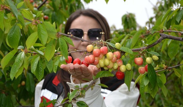 Manisa'da sezonun ilk kirazı 6 bin TL'den satıldı